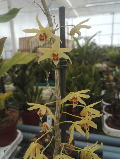dendrobium officinale