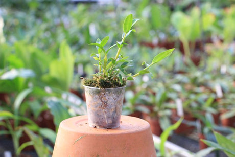 Dendrobium sulawesiense