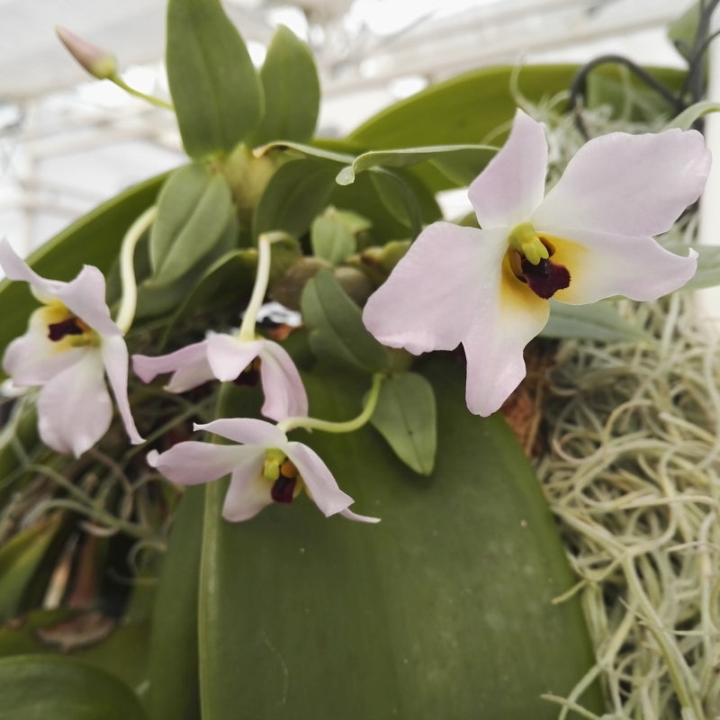 Dendrobium trantuanii