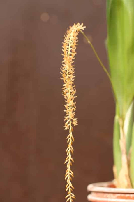 Dendrochilum convallariaeforme