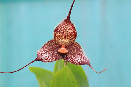 Fleur de Dracula chimaera, très large, tons rouges foncés