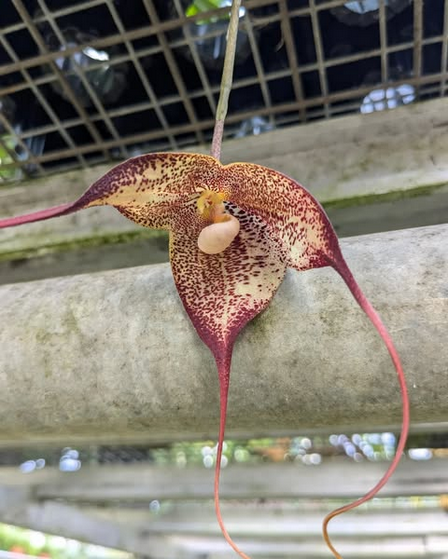 Dracula hirtzii