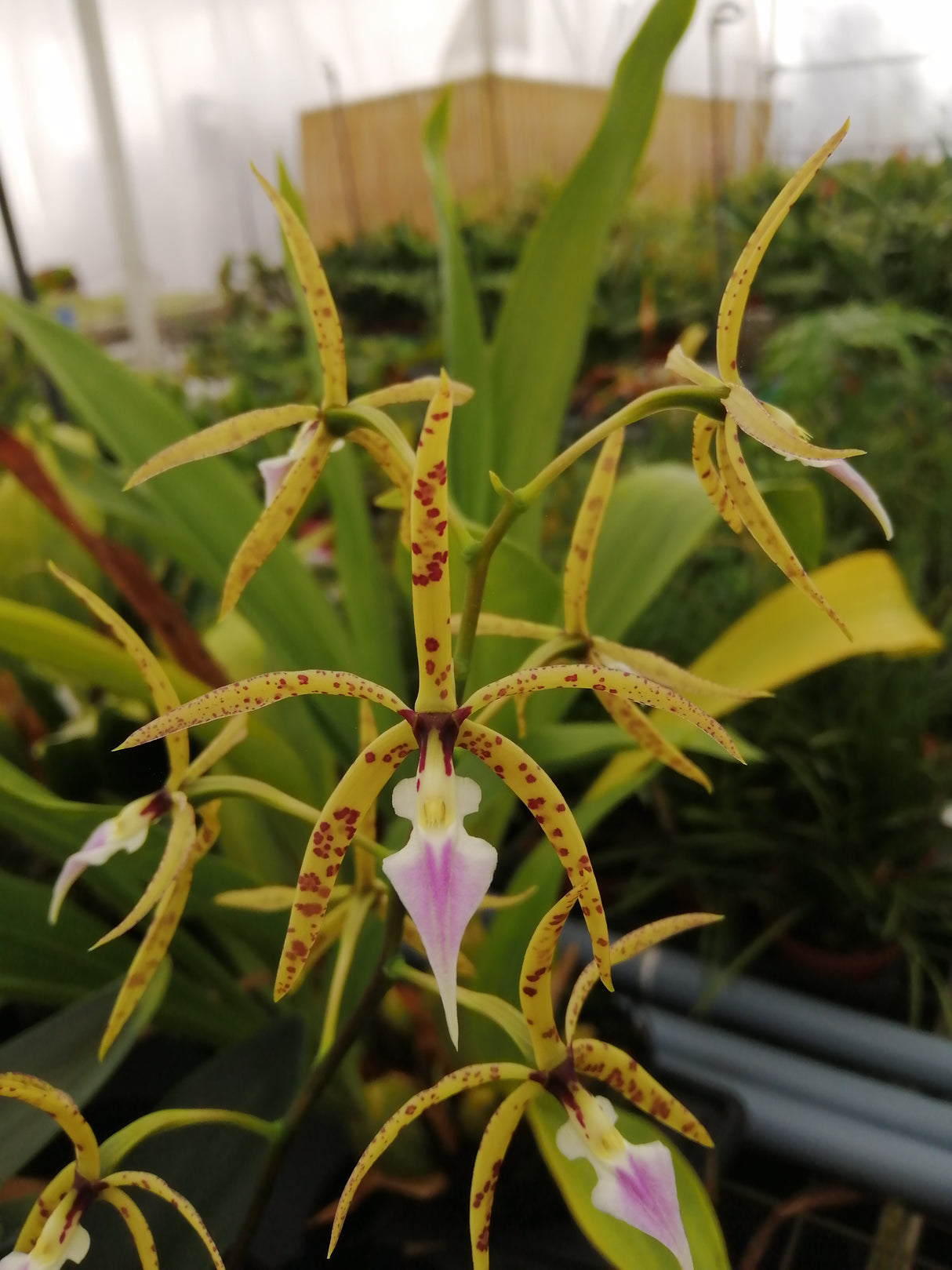 Prosthechea ionocentra