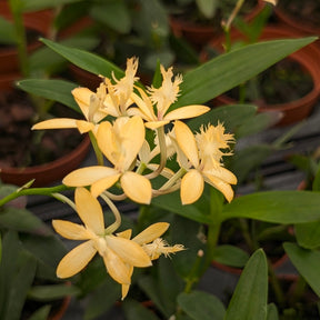 Epidendrum Comet Valley 'Cream'