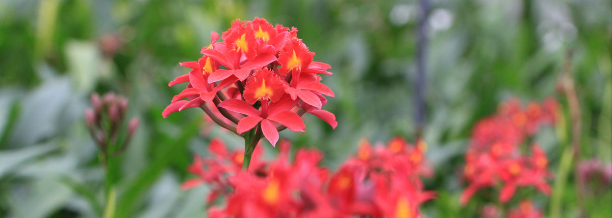 Les Orchidées de la Belle Etoile - Vente en ligne d'orchidées