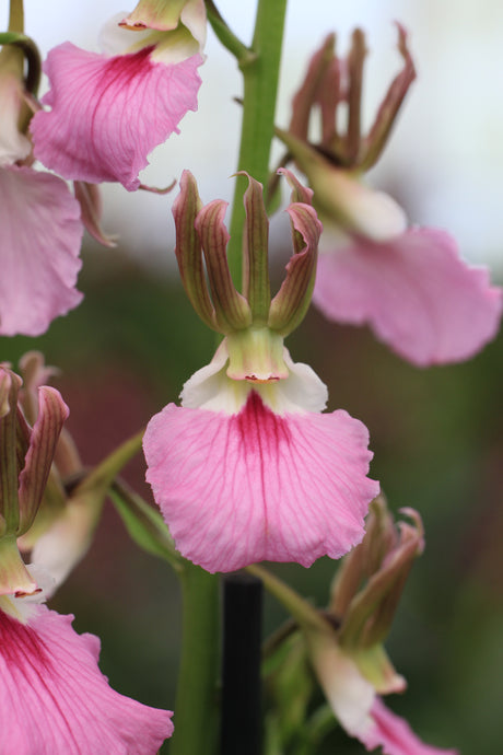 Eulophia guineensis