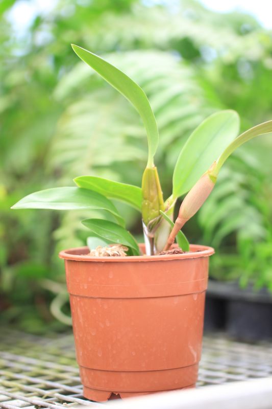 Flickingeria-fimbriata