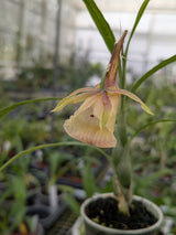 Galeandra baueri