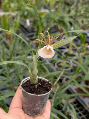 galeandra baueri