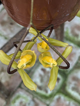 Gongora cassidea