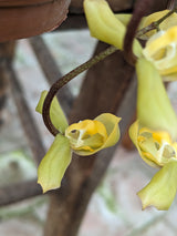 Gongora cassidea