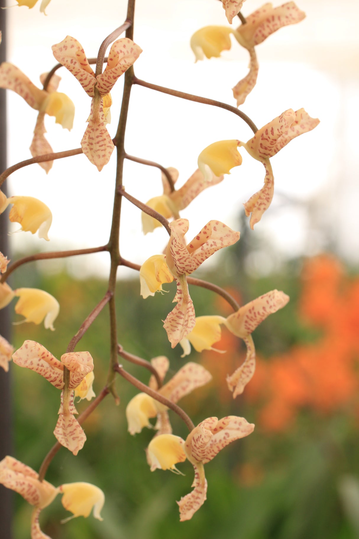 Gongora ecornuta