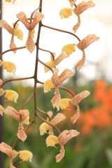 Gongora ecornuta
