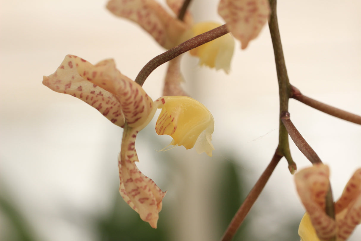 Gongora ecornuta