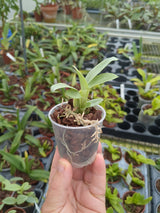 Dendrobium trantuanii dans un pot de 6 cm