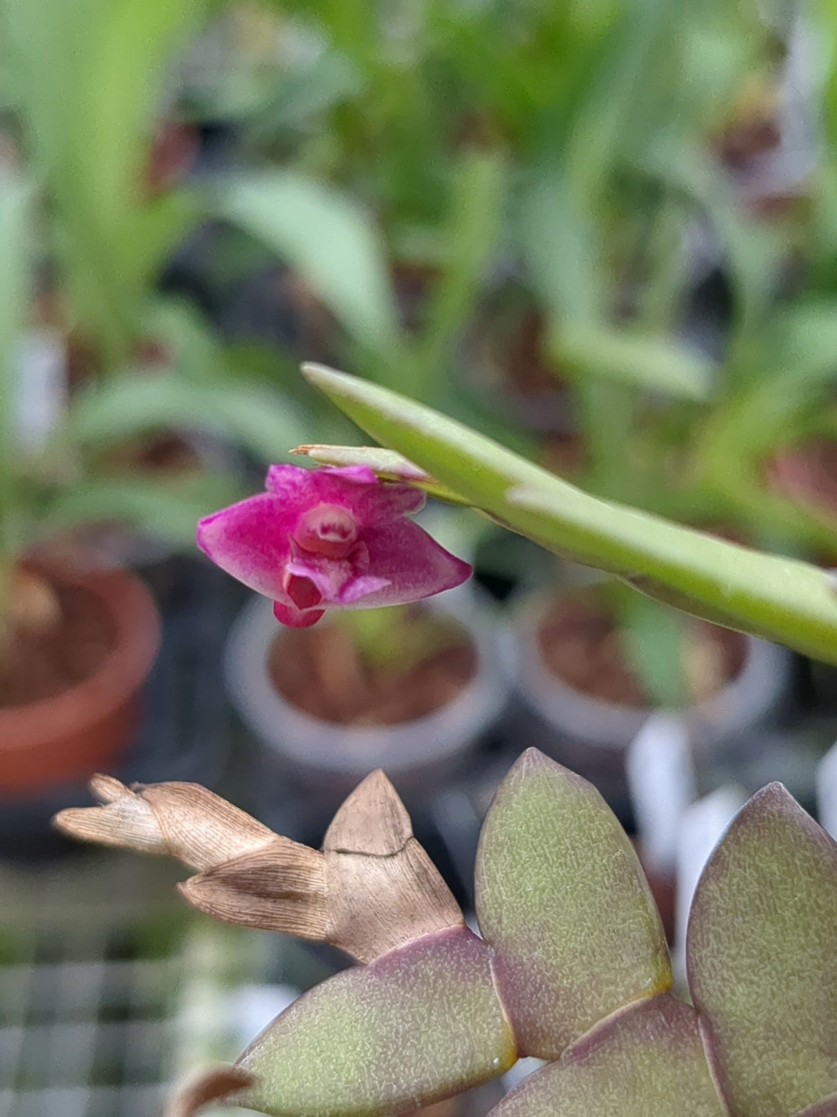 Dendrobium rosellum