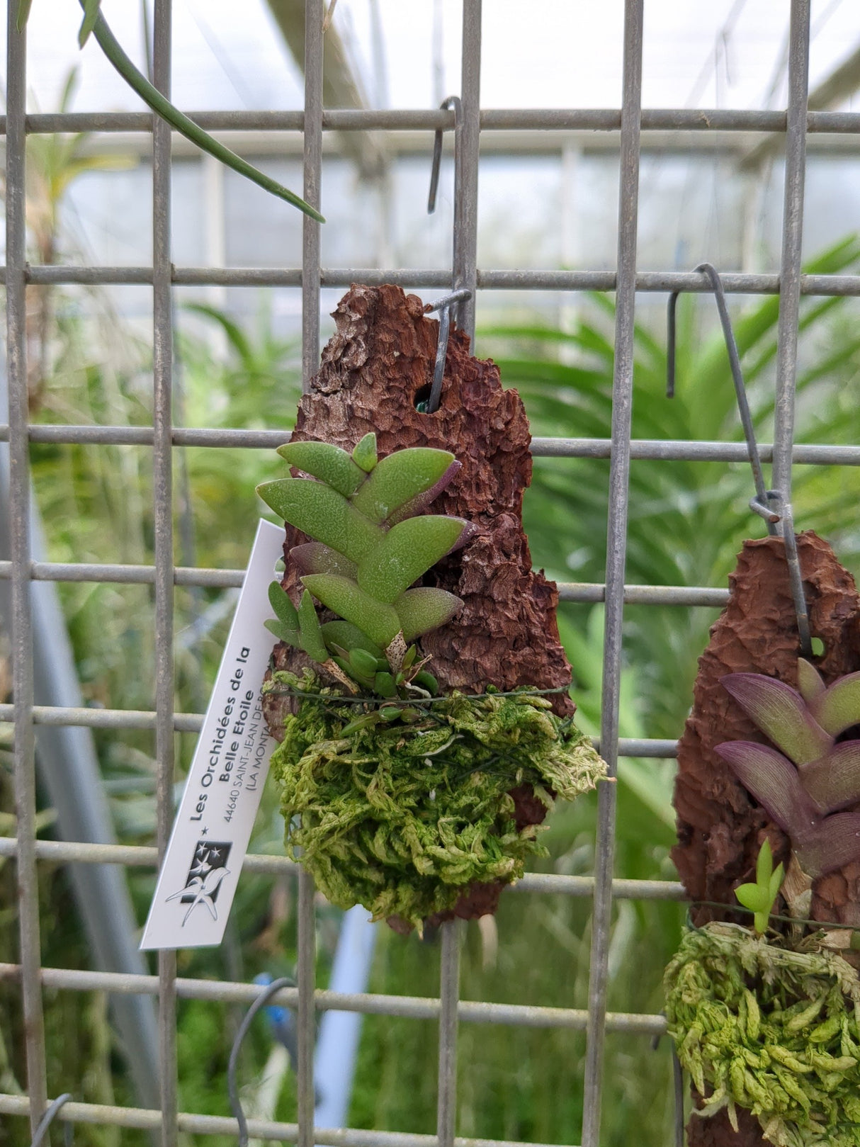 Dendrobium rosellum