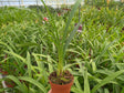Plant de Cymbidium Red Beauty Roy à 2 ans de la floraison