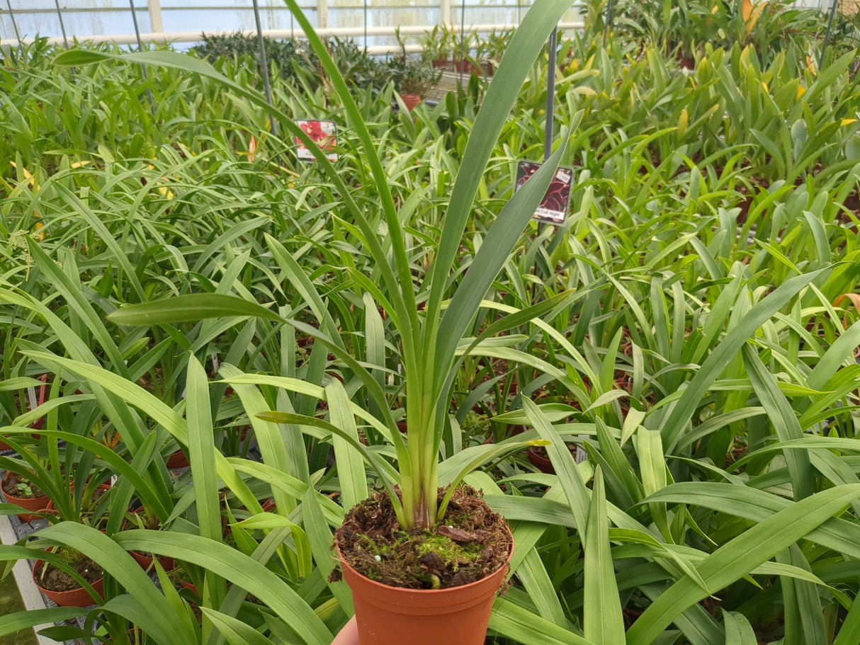 Plant de Cymbidium Red Beauty Roy à 2 ans de la floraison