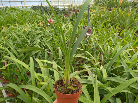 Plant de Cymbidium Red Beauty Roy à 2 ans de la floraison