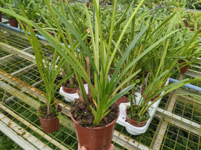 plant de Cymbidium Indian Summer à 1 an de la floraison