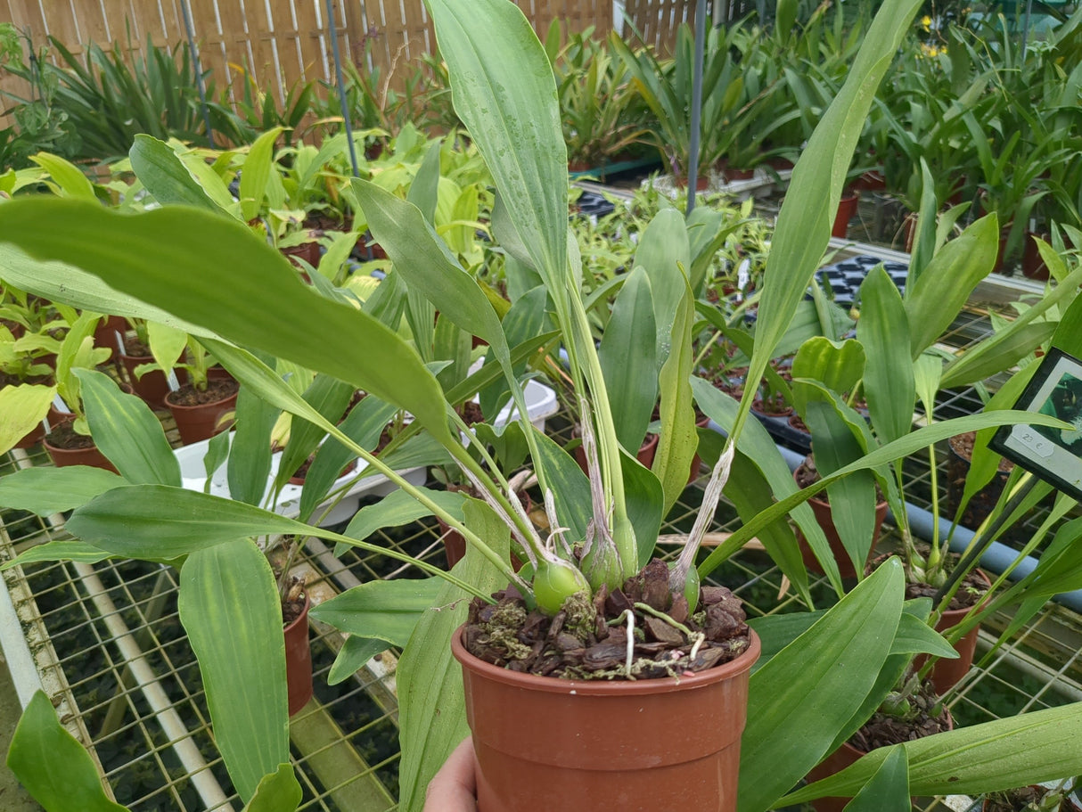 Dendrochilum glumaceum