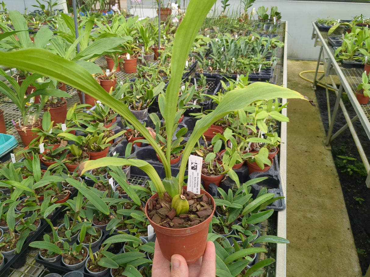 Lycaste puntarenasensis