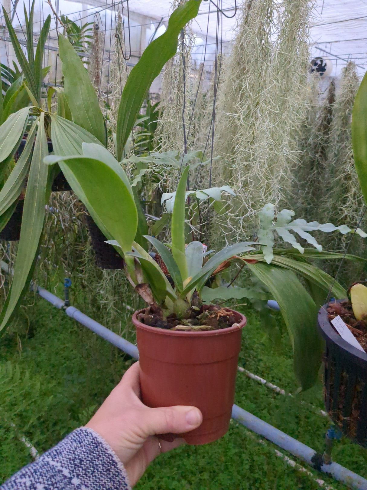 Laeliocattleya Sierra Skies "Leon Blue"