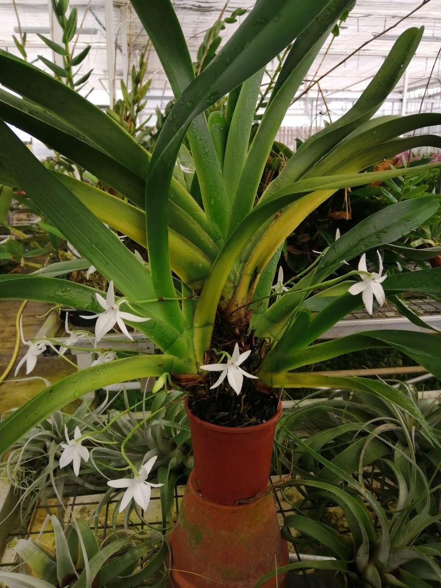 Jumellea arachnantha