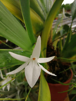 Jumellea arachnantha fleur blanche