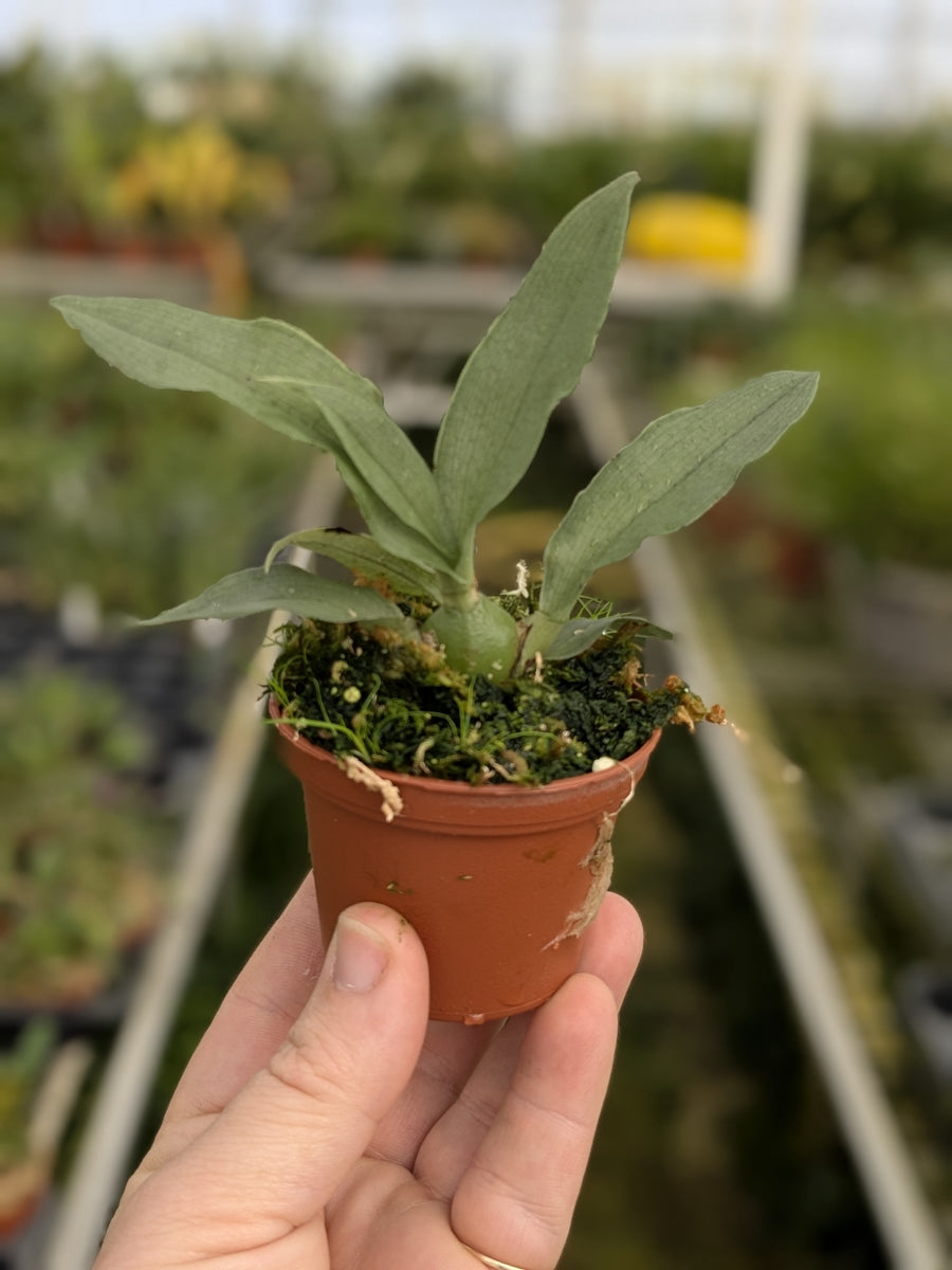Kefersteinia tolimensis