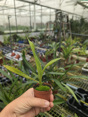 Lycomormium fiskei NF