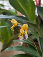 Masdevallia polysticta yellow