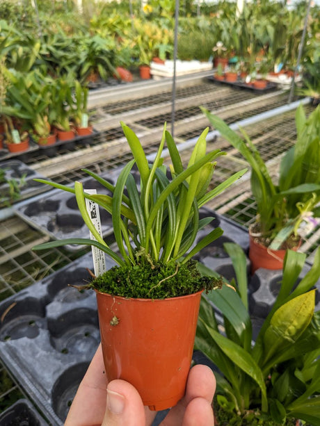 Masdevallia falcago