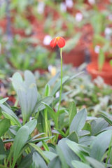 Masdevallia ignea fleuri