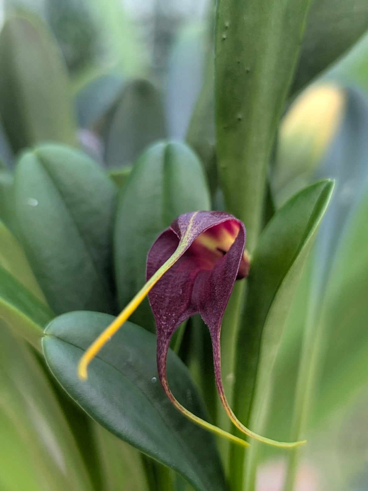 Masdevallia rolfeana
