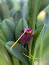 Masdevallia rolfeana