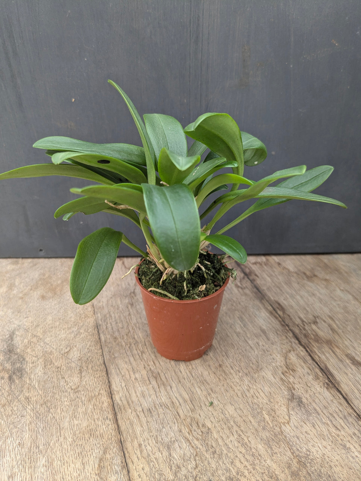 Masdevallia graciae