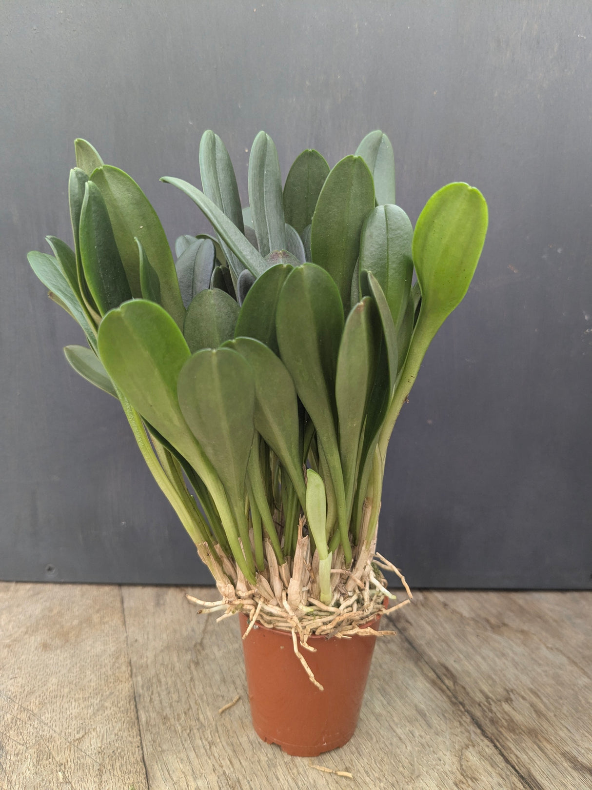 Masdevallia schroederiana