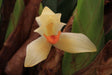 Maxillaria hedwigiae fleur