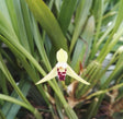 Maxillaria marginata