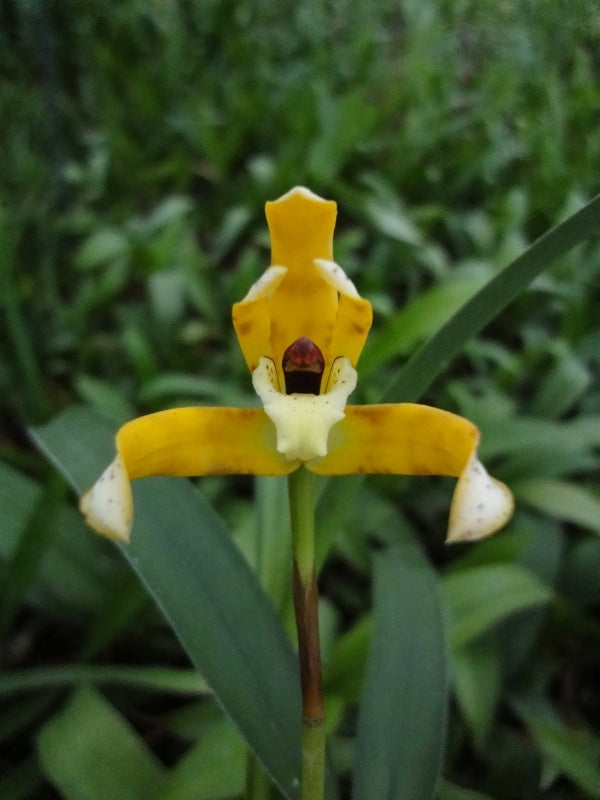 Maxillaria picta