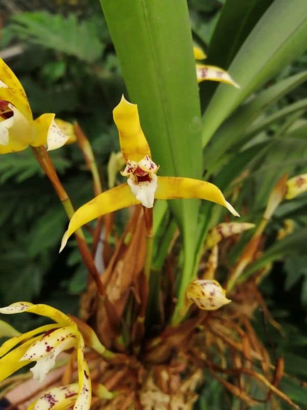 Maxillaria picta gros plan