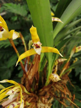 Maxillaria picta gros plan