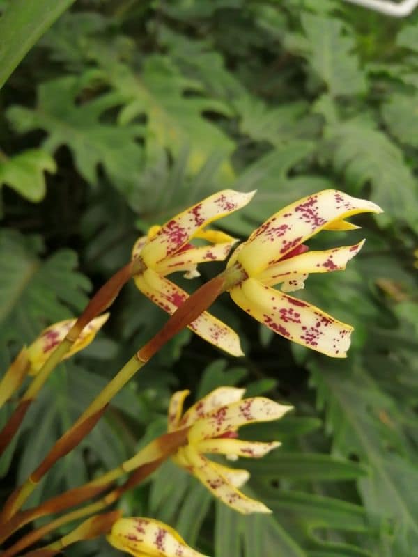 Maxillaria picta de dos