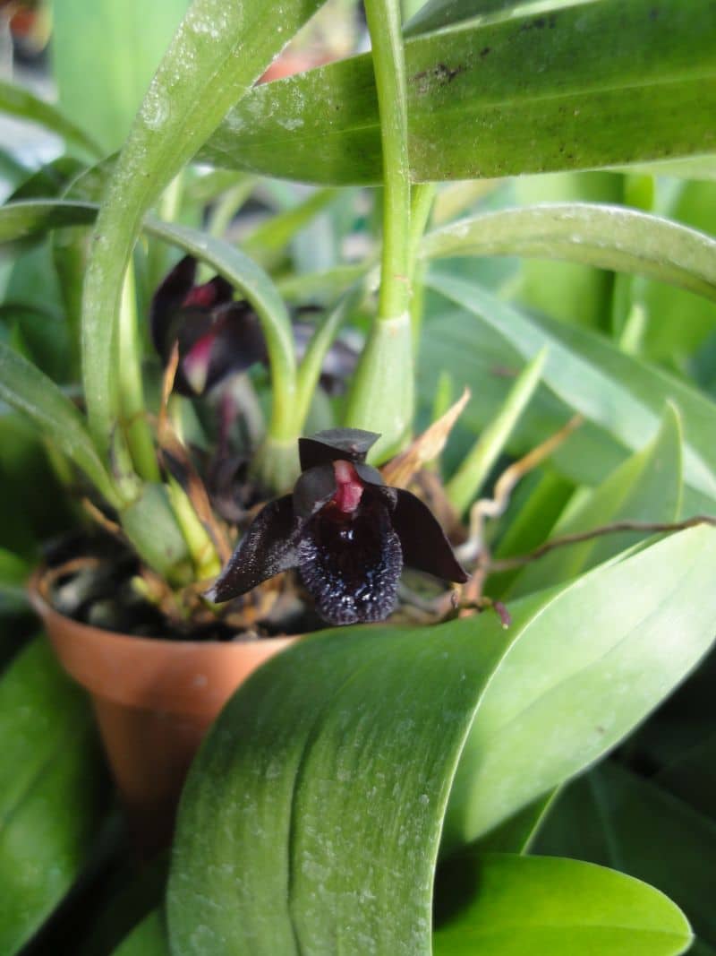 Maxillaria schunkeana (orchidée noire)