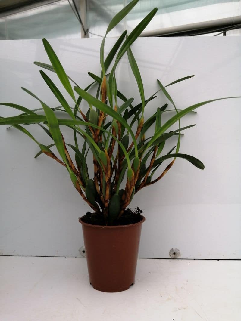 Maxillaria variabilis jaune