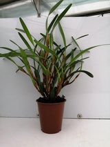 Maxillaria variabilis jaune