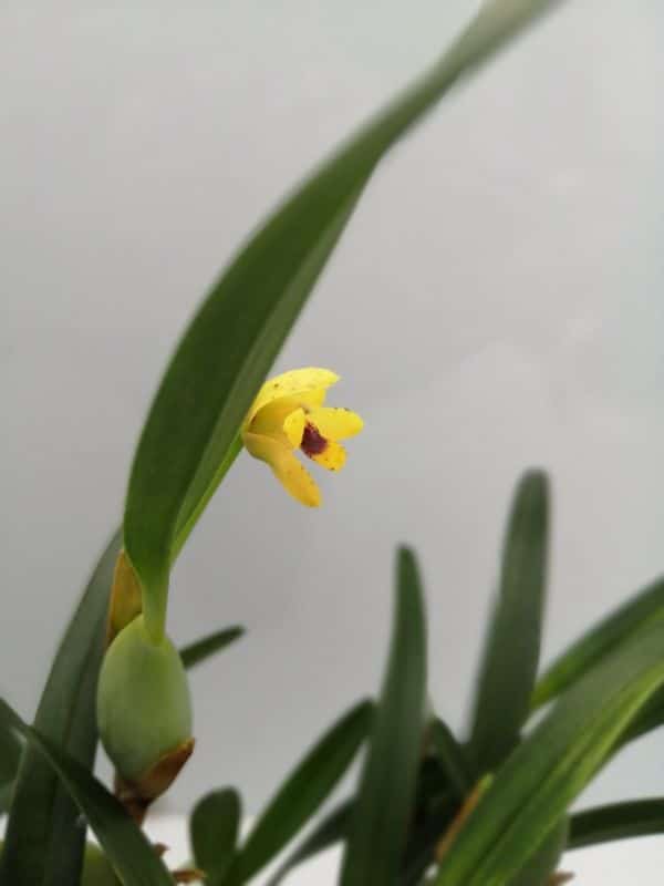 Maxillaria variabilis jaune