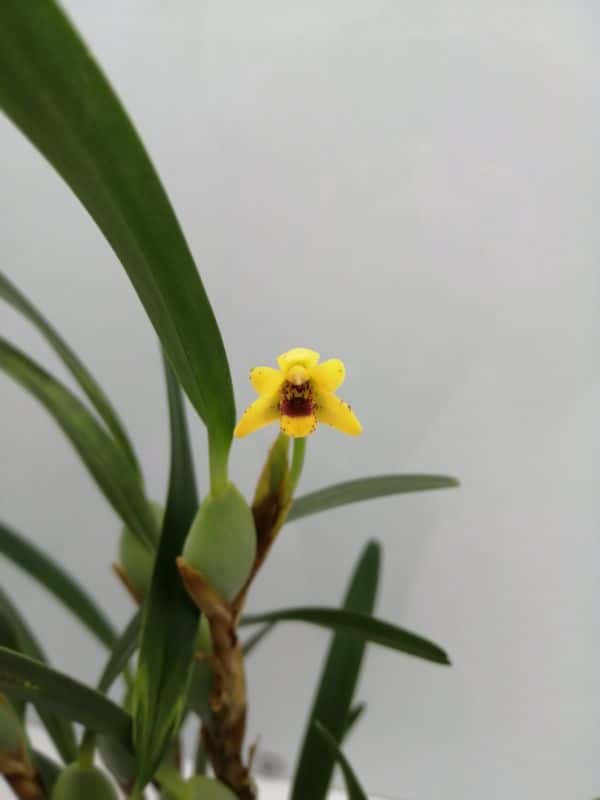 Maxillaria variabilis jaune